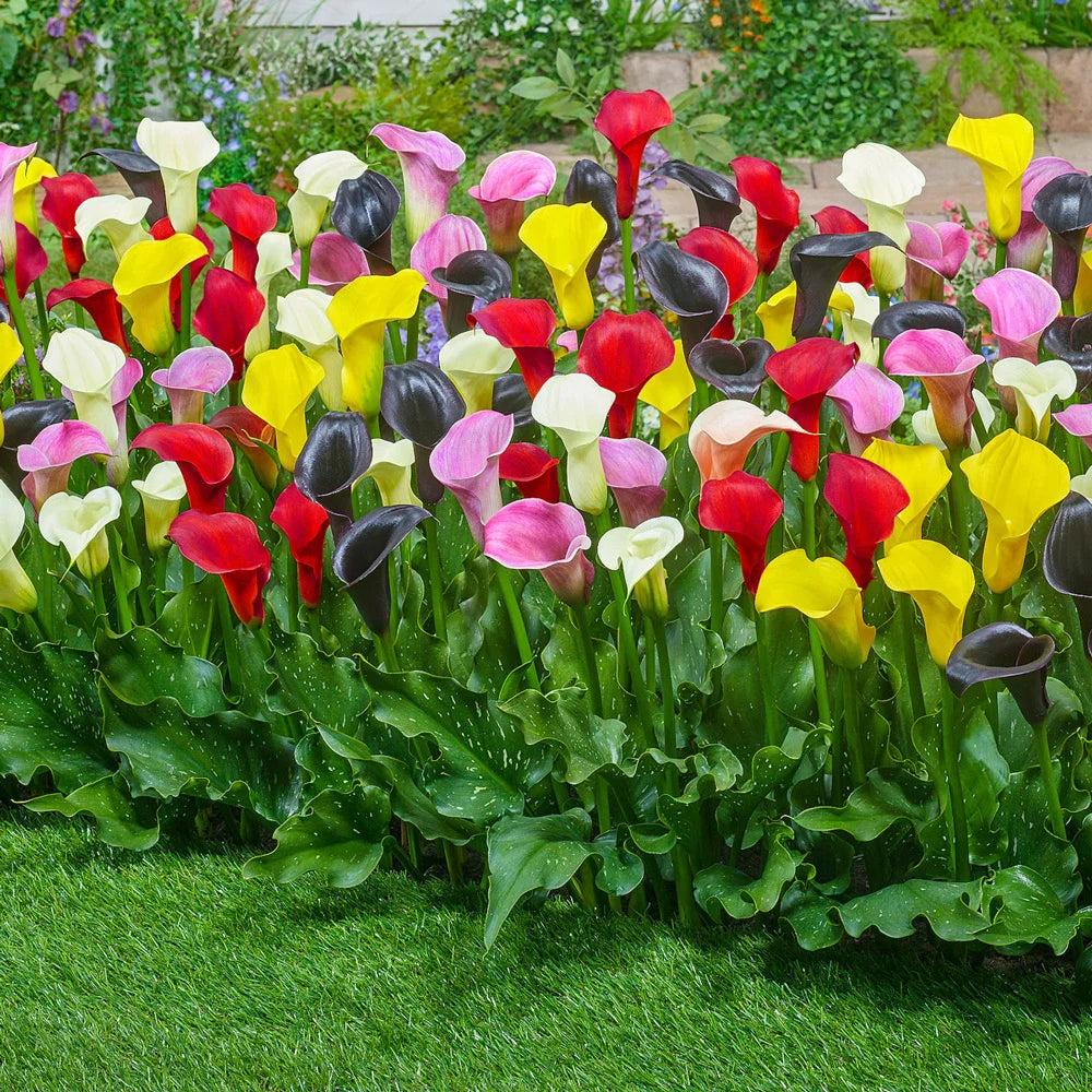 spring calla lily plant Hybrid Calla Lilies Mix