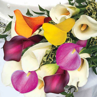 Hybrid Calla Lilies Mix