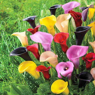 Hybrid Calla Lilies Mix