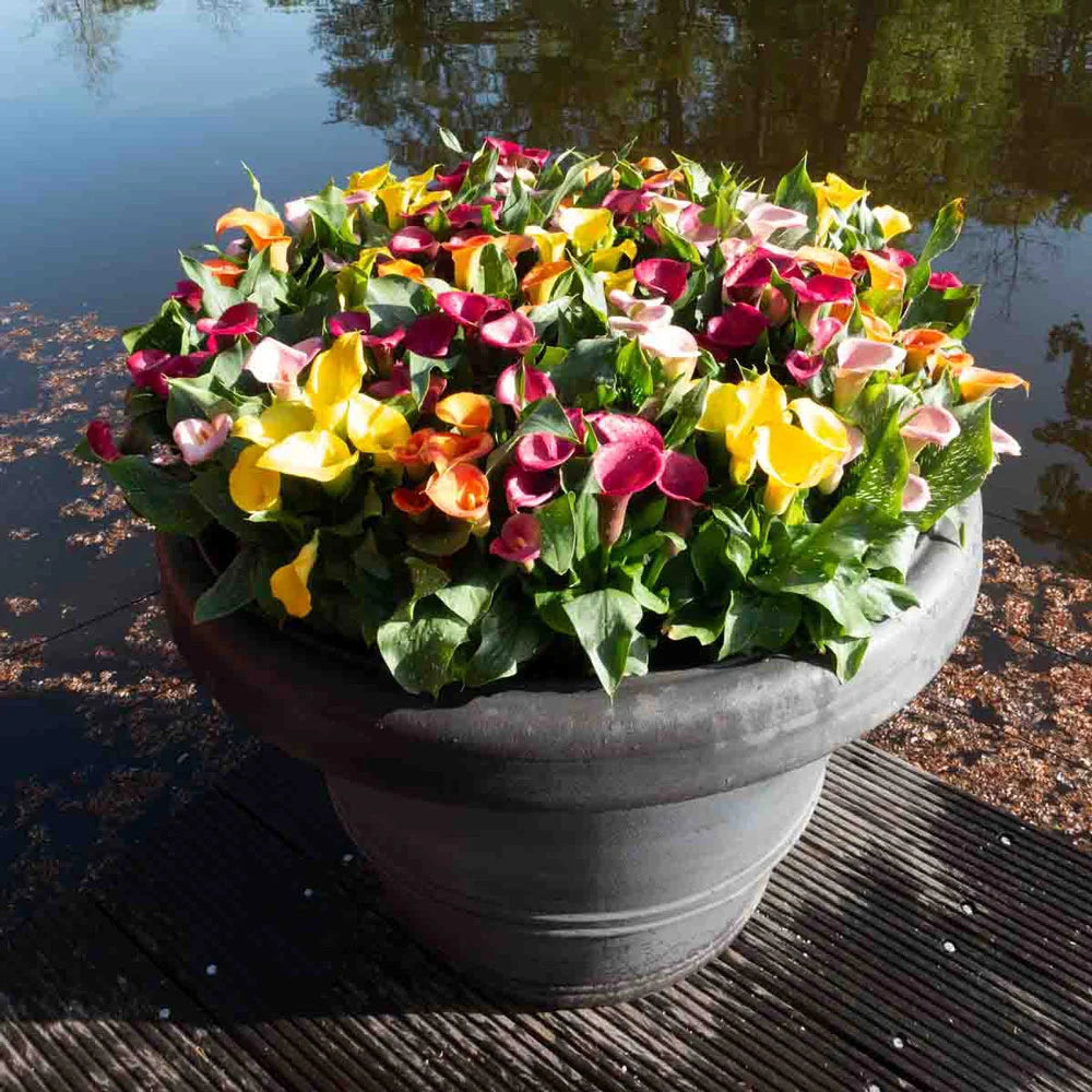 calla lily potting mix Hybrid Calla Lilies Mix
