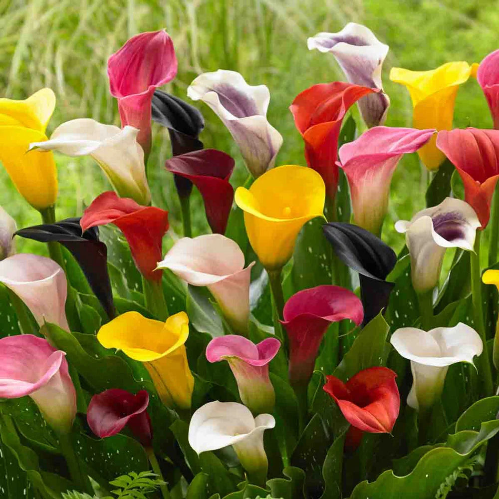 calla lily bulbs inside flower Hybrid Calla Lilies Mix