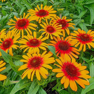 Coneflower Tequila Sunrise