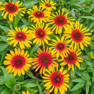 Coneflower Tequila Sunrise