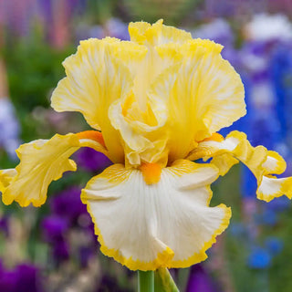 German Iris Sunrise Elegy