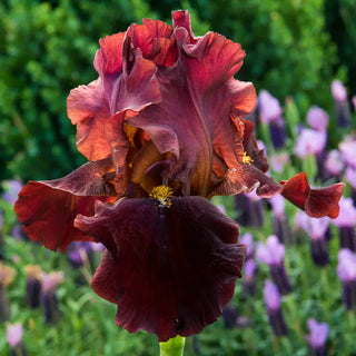 Reblooming German Iris Bernice's Legacy