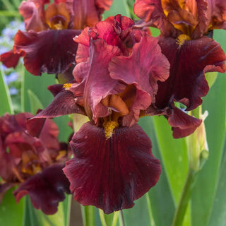 Reblooming German Iris Bernice's Legacy