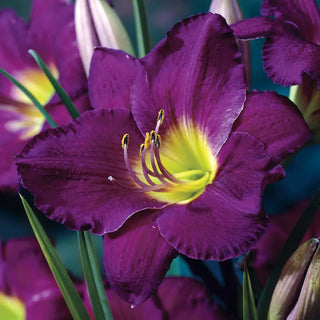 Daylily Purple d'Oro