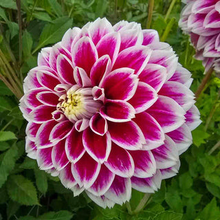 Decorative Dahlia Jowey Paradise
