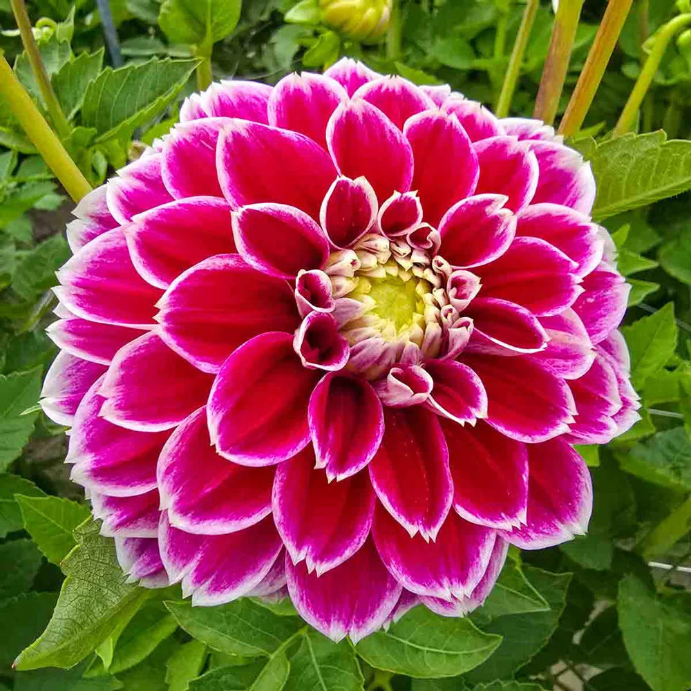 dahlia lily flower Decorative Dahlia Jowey Paradise