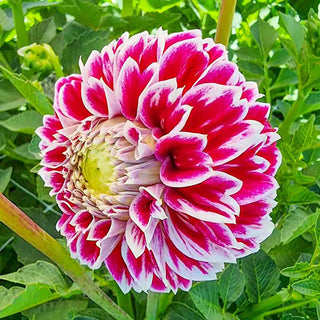 Decorative Dahlia Jowey Paradise