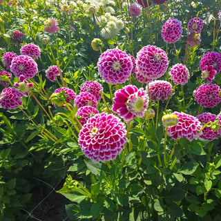 Decorative Dahlia Jowey Paradise