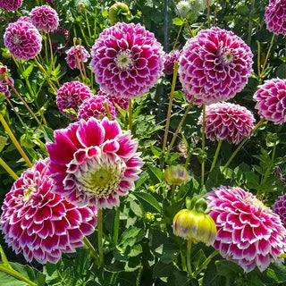 Decorative Dahlia Jowey Paradise