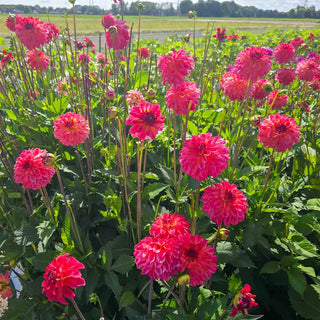 Decorative Dahlia Belfloor