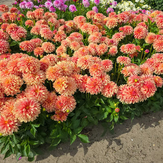 Border Decorative Dahlia Garden Desire