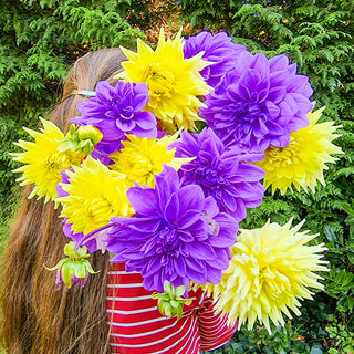 Color Pop Dahlia Duet