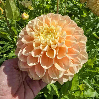 Decorative Dahlia Honey Dew