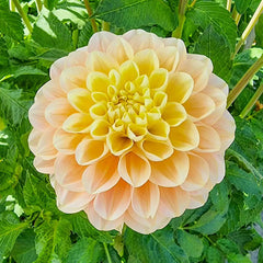 Buy Honey Dew Dahlia Online | K. van Bourgondien