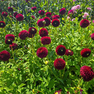 Giant Ball Dahlia Jowey Mirella