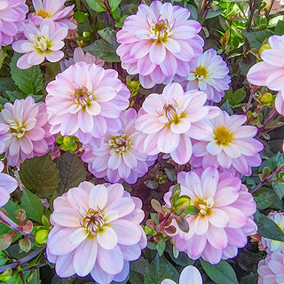 Decorative Dahlia Pacific Jewel