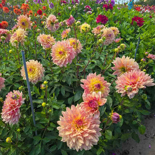 Dinnerplate Dahlia Paso Doble Dancer