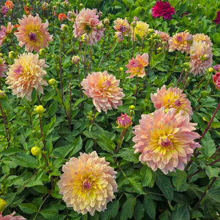 Dinnerplate Dahlia Paso Doble Dancer