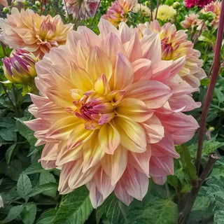 Dinnerplate Dahlia Paso Doble Dancer