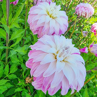 Dahlia Pink Petticoat