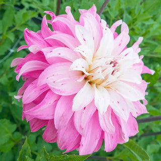 Dahlia Pink Petticoat