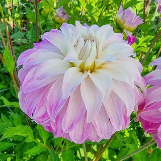 Dahlia Pink Petticoat
