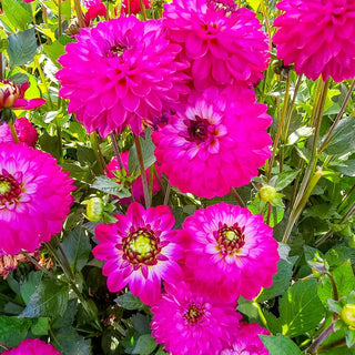 Decorative Dahlia Romantica