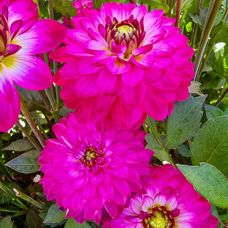 Decorative Dahlia Romantica