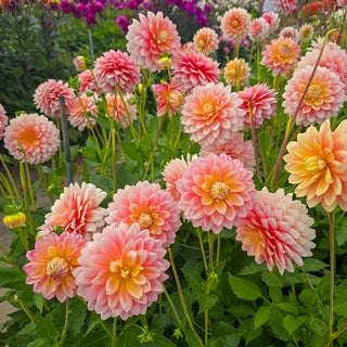 Decorative Dahlia Sheer Heaven