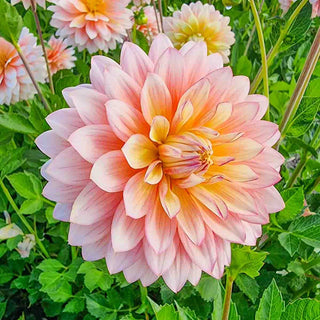 Decorative Dahlia Sheer Heaven
