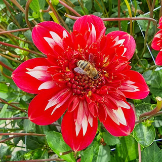 Powder-Puff Dahlia Speech