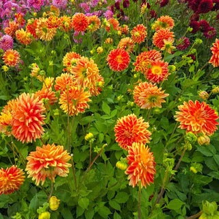 Dinnerplate Dahlia Sun Explosion