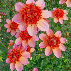 Buy Totally Tangerine Dahlia | K. van Bourgondien