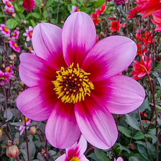 Single-Flowered Dahlia Wishes n Dreams