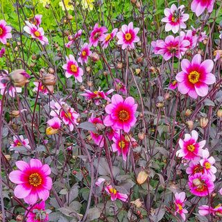 Single-Flowered Dahlia Wishes n Dreams