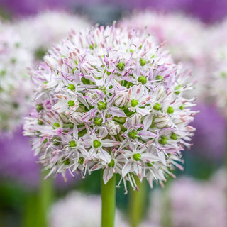 Allium decipiens