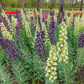Fritillaria persica Mix