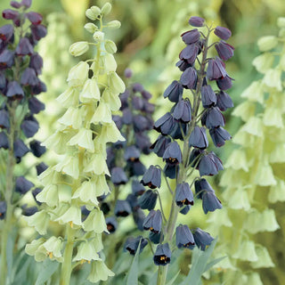 Fritillaria persica Mix