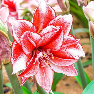 Amaryllis Flamed Amadeus