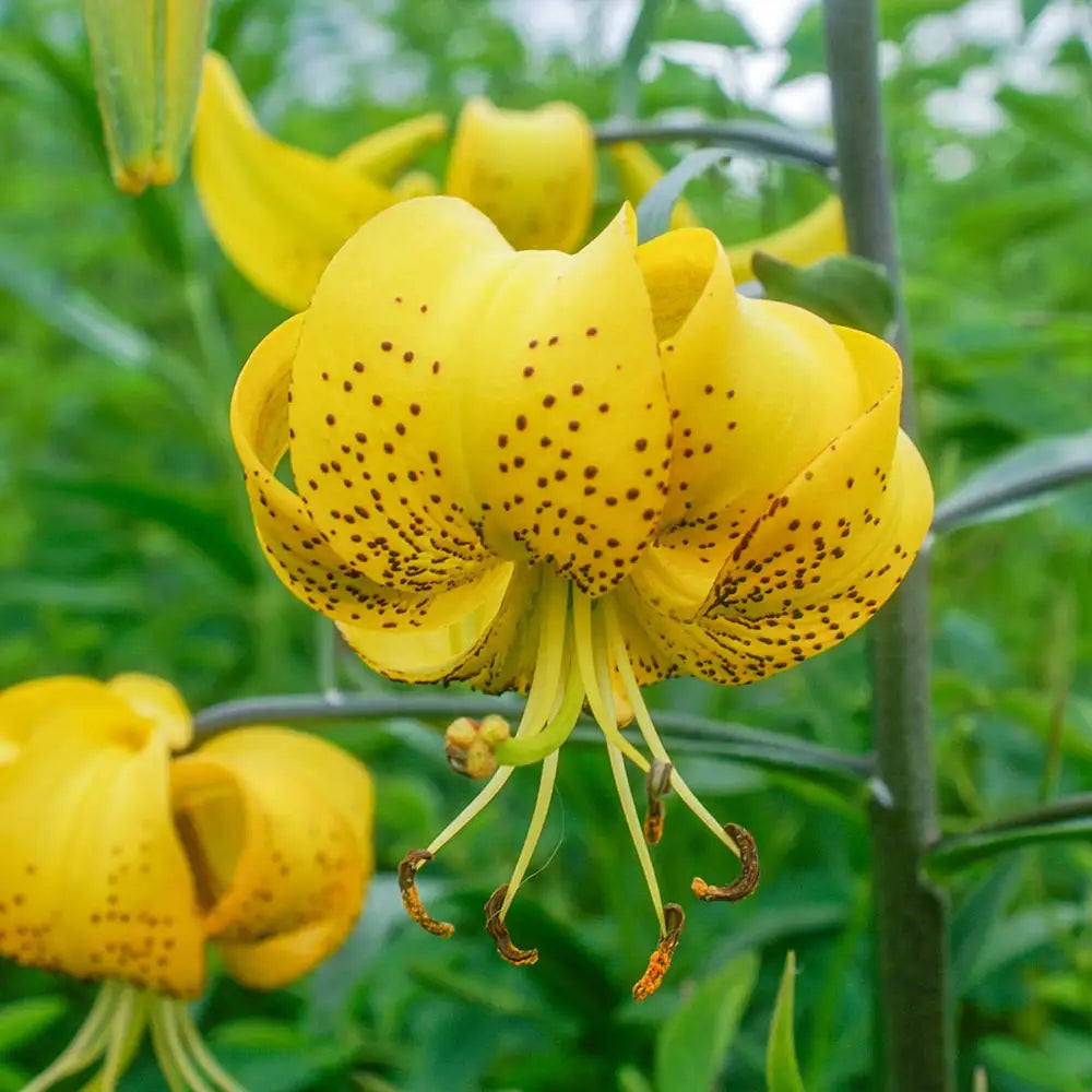 yellow tiger lilies Lilium leichtlinii