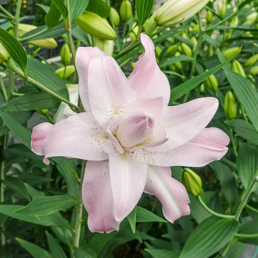 queen lily flower Double Oriental Lily Lotus Queen