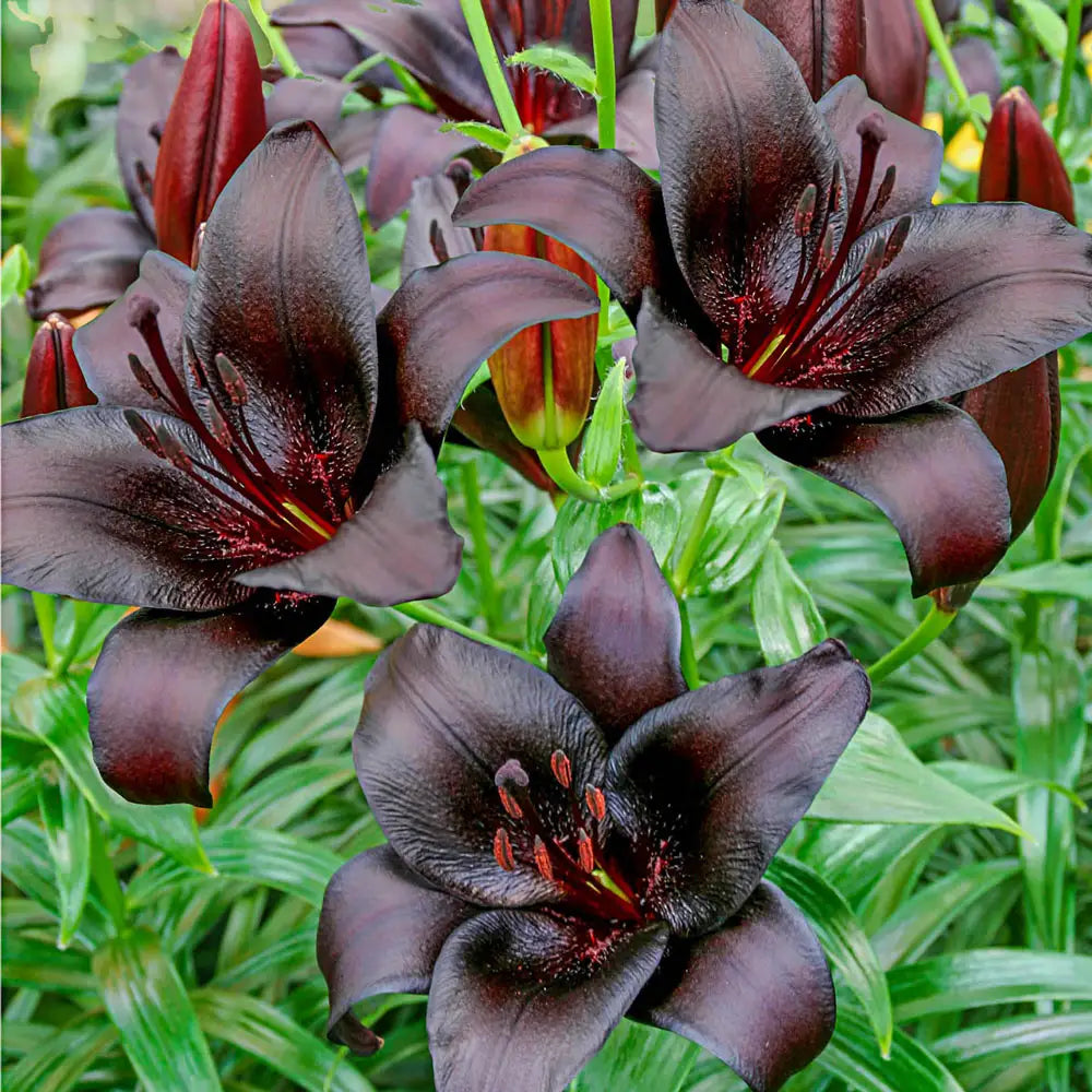 londrina asiatic lily Asiatic Lily Nightrider