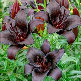 Knight Rider Lily Nightrider Asiatic Lily Bulbs Online | K. van Bourgondien