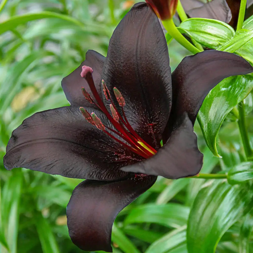 asiatic lily nightrider Asiatic Lily Nightrider