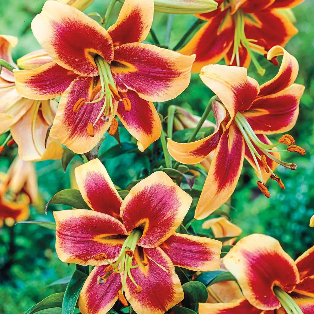 yellow and red lily flower Giant Orienpet Lily Red Morning