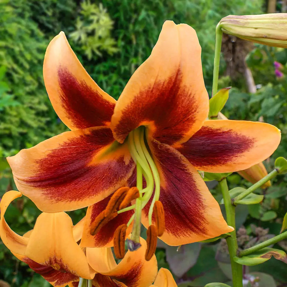 red and yellow lily flower Giant Orienpet Lily Red Morning