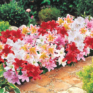Dwarf Oriental & Asiatic Lily Mix